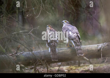 Sparrow hawk, male and female sitting on a branch, Senne, NRW, Deutschland / (Accipiter nisus) Stock Photo