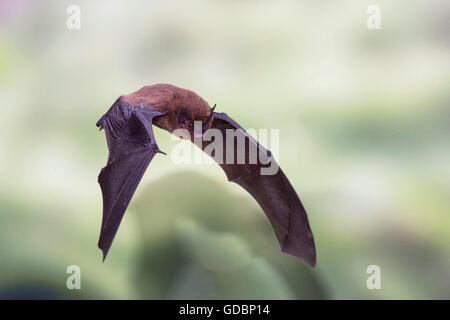 Common pipistrelle, in flight, Sennestadt, NRW, Germany / (Pipistrellus pipistrellus) Stock Photo