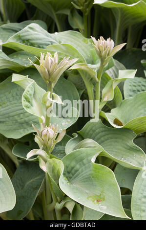 Hosta is a genus of plants commonly known as hostas, plantain lilies and occasionally by the Japanese name giboshi. Hostas are w Stock Photo
