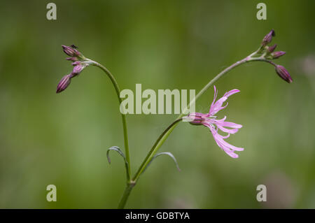 Lychnis flos-cuculi, commonly called Ragged-Robin, is a herbaceous perennial plant in the family Caryophyllaceae. Stock Photo