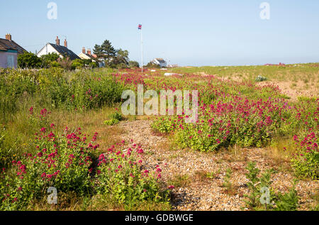 Valerian, Valeriana officinalis,  in flower on beach at Shingle Street, Suffolk, England, UK Stock Photo