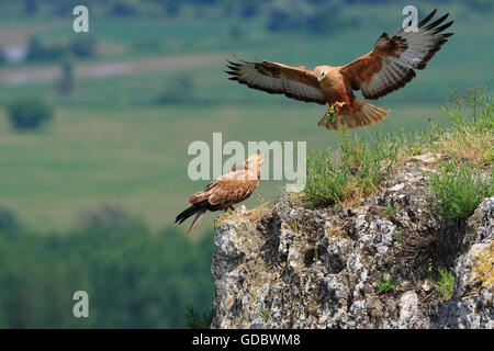 Long-legged Buzzards, pair, male bringing European Green Lizard prey to female, North Bulgaria / (Buteo rufinus) Stock Photo