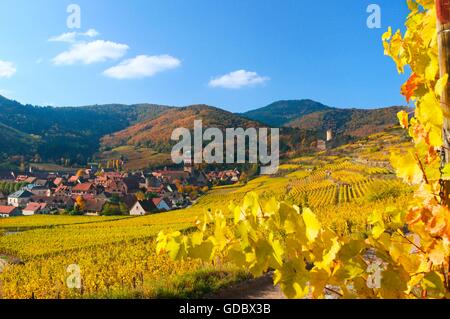Vineyards nearby Kayserberg, Alsace, France Stock Photo