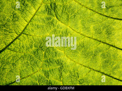 Close up detail of leaf structure, Giant Gunnera, Gunnera manicata, growing wild Trenoweth, near St Keverne, Cornwall, England, Stock Photo