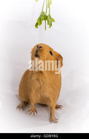 Small orange color Guinea Pig Stock Photo