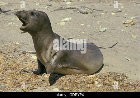 SOUTHERN ELEPHANT SEAL mirounga leonina, YOUNG CALLING FOR MOTHER, CALIFORNIA Stock Photo