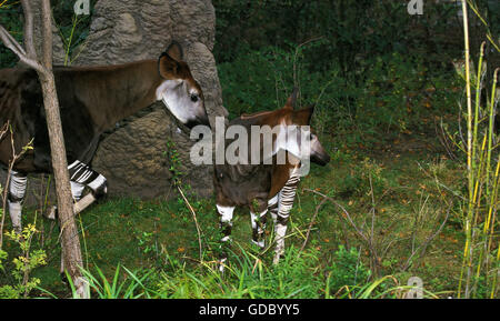 Okapi, okapia johnstoni, Female with Young Stock Photo