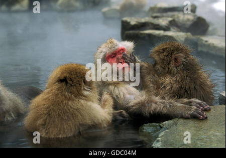 Japanese Macaque, macaca fuscata, Adults soaking in Hot Spring, Hokkaido Island in Japan Stock Photo