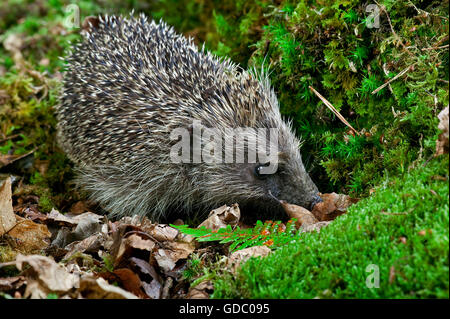 European Hedgehog, erinaceus europaeus, Adult on Moss, Normandy Stock Photo