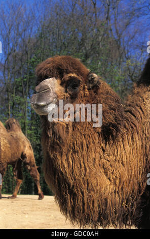 Bactrian Camel, camelus bactrianus Stock Photo