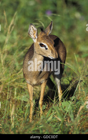 KIRK'S DIK DIK madoqua kirkii, KENYA Stock Photo