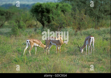 Grant's Gazelle, gazella granti, Herd, Kenya Stock Photo