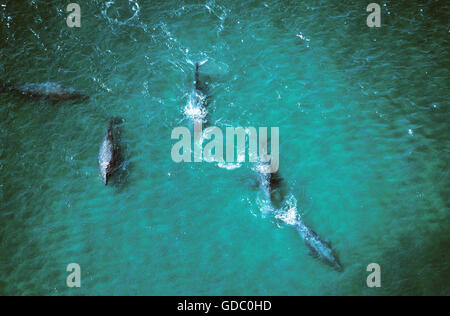 Grey Whale or Gray Whale, eschrichtius robustus, Group, Aerial View, Baja California in Mexico Stock Photo