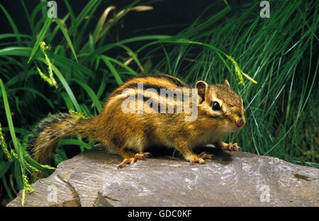Corean Squirrel, eutamia sibericus, Adult Stock Photo
