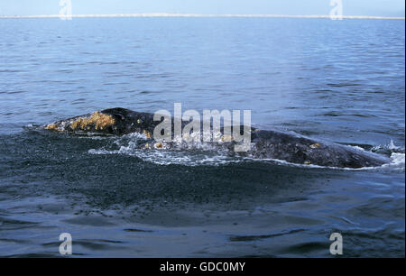 Grey Whale or Gray Whale, eschrichtius robustus, Adults, Heads at Surface, Baja California, Mexico Stock Photo