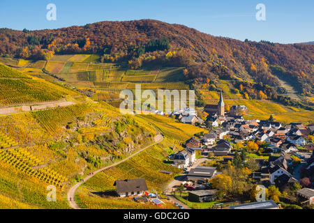 Ahrtal,cultivation,Germany,Eifel,Europe,autumn,autumnal,agriculture,Mayschoss,useful plant,parish church,Saint Nikola Stock Photo