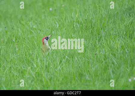 European green woodpecker,Picus viridis Stock Photo