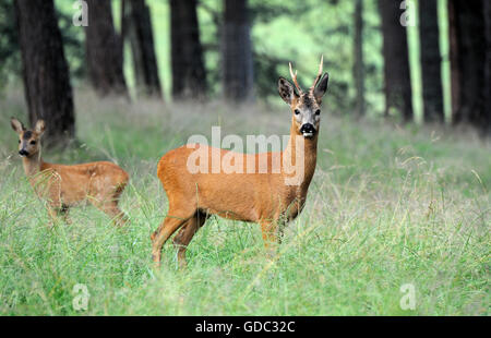 Roe deer in the wood,forest, Stock Photo