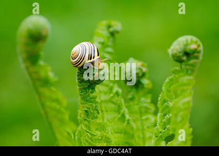 banded snail on fern Stock Photo
