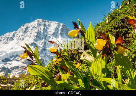 Lady's slipper orchids (Cypripedium calceolus) in the valley Lauterbrunnental,Bernese Oberland,Switzerland. In the background Stock Photo