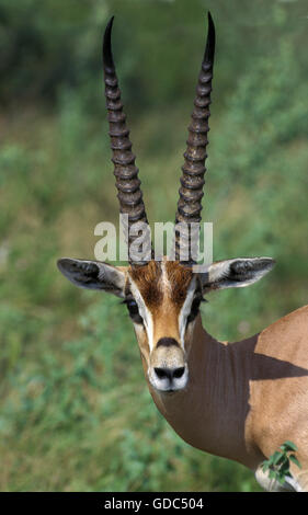 Grant's Gazelle, gazella granti, Portrait of Male, Kenya Stock Photo