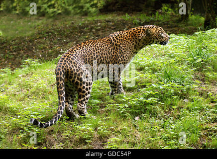 Sri Lankan Leopard, panthera pardus kotiya, Adult Stock Photo
