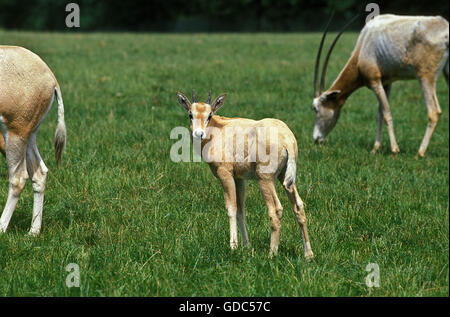 Scimitar Horned Oryx, oryx dammah, Herd, This Specy is now Extinct in the Wild Stock Photo