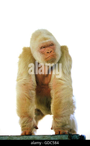 Copito de nieve, gorila albino. Zoológico de Barcelona Stock Photo - Alamy