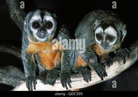 DOUROUCOULI OR OWL MONKEY aotus trivirgatus, ADULT Stock Photo