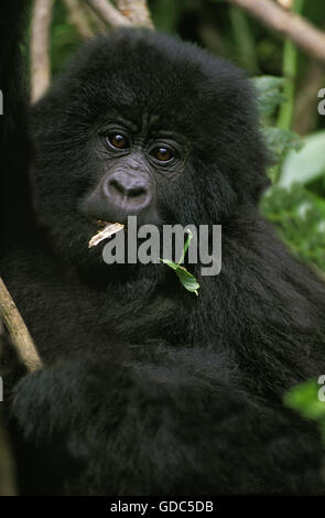 Mountain Gorilla, gorilla gorilla beringei, Portrait of Young, Virunga Park in Rwanda Stock Photo