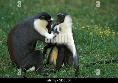 Diana Monkey, cercopithecus diana, Adults Grooming Stock Photo