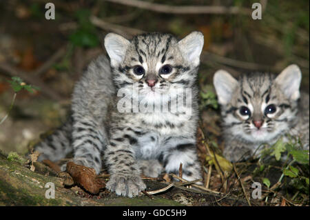Geoffroy's Cat, oncifelis geoffroyi, Kittens Stock Photo