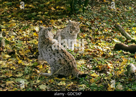 EUROPEAN LYNX felis lynx, THREAT POSTURE NEAR A ROE DEER KILL Stock Photo