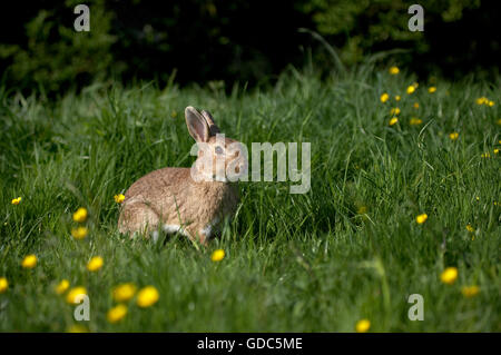 European Rabbit or Wild Rabbit, oryctolagus cuniculus, Adult in Yellow Flowers, Normandy Stock Photo