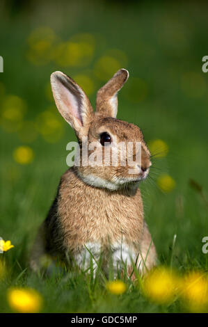 European Rabbit or Wild Rabbit, oryctolagus cuniculus, Adult in Yellow Flowers, Normandy Stock Photo