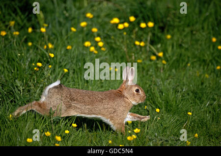 European Rabbit or Wild Rabbit, oryctolagus cuniculus, Adult running through Flowers, Normandy Stock Photo