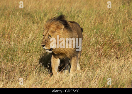 Male lion (panthera leo), Masai Mara National Game Park Reserve, Kenya ...