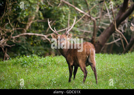 Hog Deer, axis porcinus, Male Stock Photo