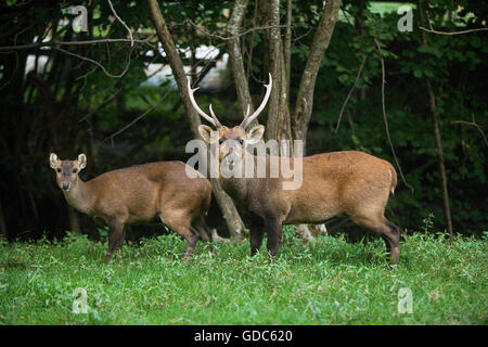 Hog Deer, axis porcinus, Pair Stock Photo