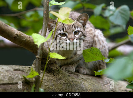 Geoffroy's Cat, oncifelis geoffroyi Stock Photo