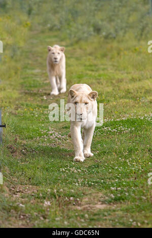 White Lion, panthera leo krugensis, Pair Stock Photo