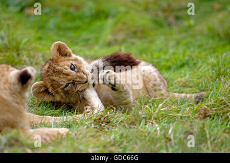 Katanga Lion or Southwest African Lion, panthera leo bleyenberghi, Cub Playing Stock Photo