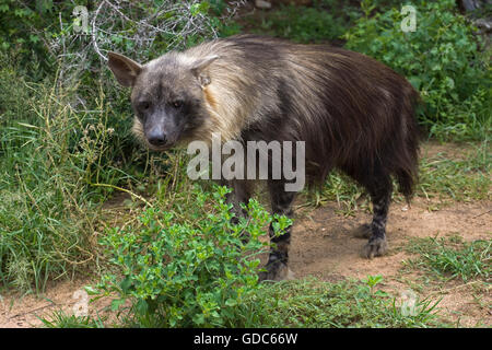 BROWN HYENA parahyaena brunnea Stock Photo