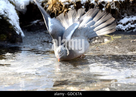 Common wood pigeon bathing, Stock Photo