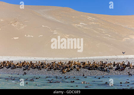 South American Sea Lion or Southern Sea Lion, Colony on Beach, otaria byronia, Paracas National Park in Peru Stock Photo