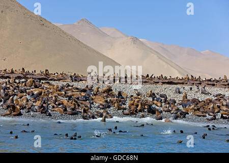 South American Sea Lion or Southern Sea Lion,  otaria byronia, Colony at Paracas Reserve in Peru Stock Photo