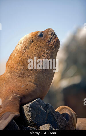 South American Sea Lion or Southern Sea Lion, Male on Rocks, otaria byronia, Paracas National Park in Peru Stock Photo