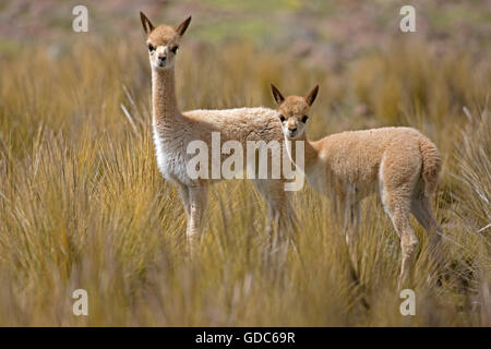 Vicuna, vicugna vicugna, Female with Young, Pampas Galeras Reserve in Peru Stock Photo