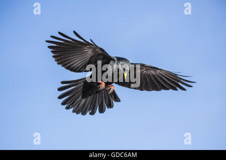 Pyrrhocorax graculus,Alpine chough Stock Photo