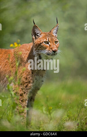 SIBERIAN LYNX lynx lynx wrangeli, ADULT Stock Photo